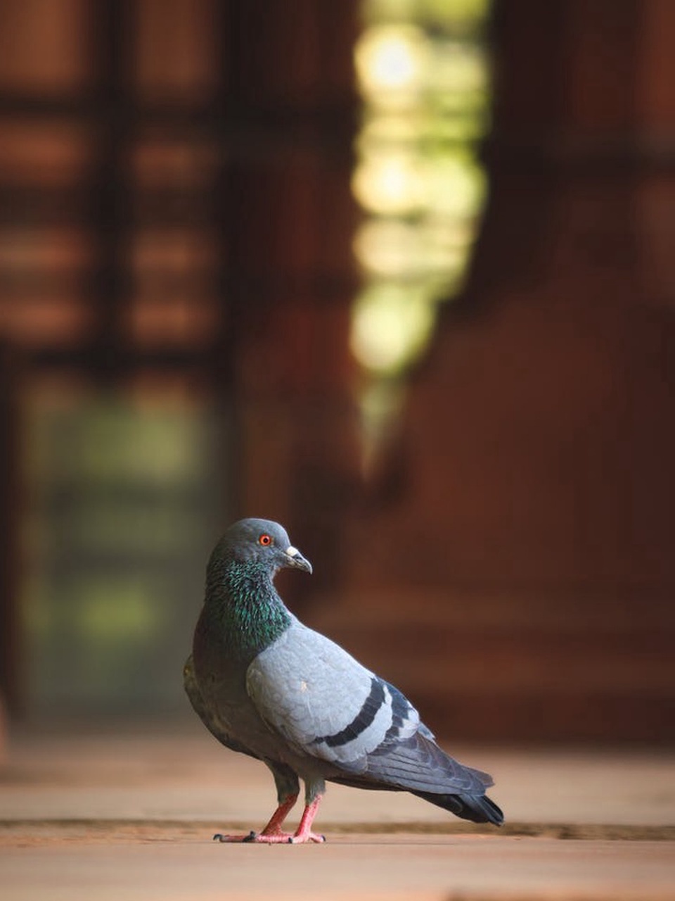 urban birdwatching
